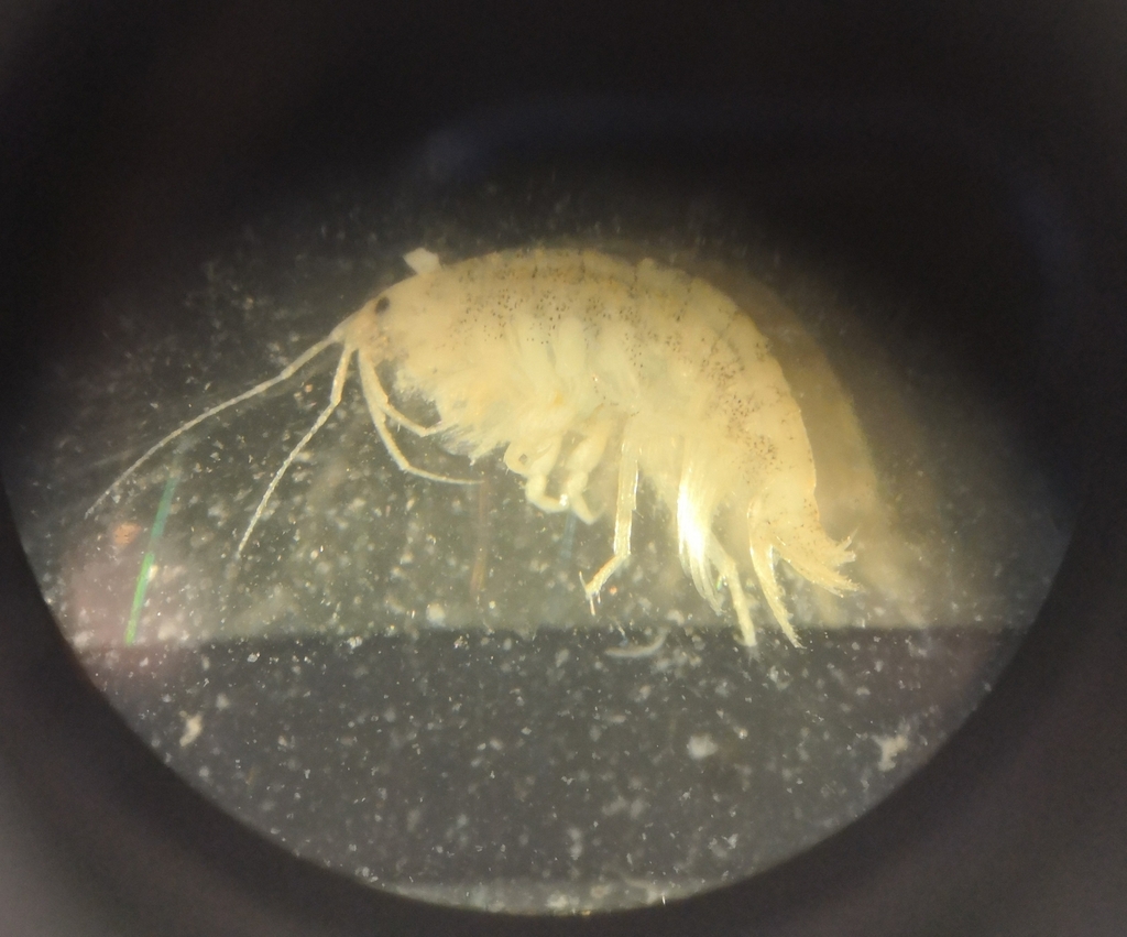 Leptocheirus pilosus