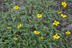 Heliopsis parvifolia