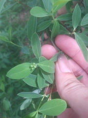 Wikstroemia indica