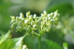 Cissus tiliacea