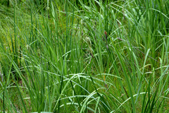 Iris missouriensis
