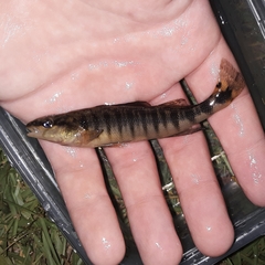 Percina nigrofasciata