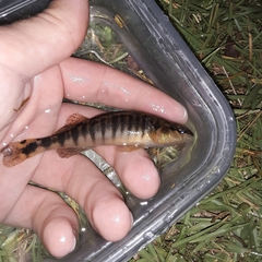 Percina nigrofasciata