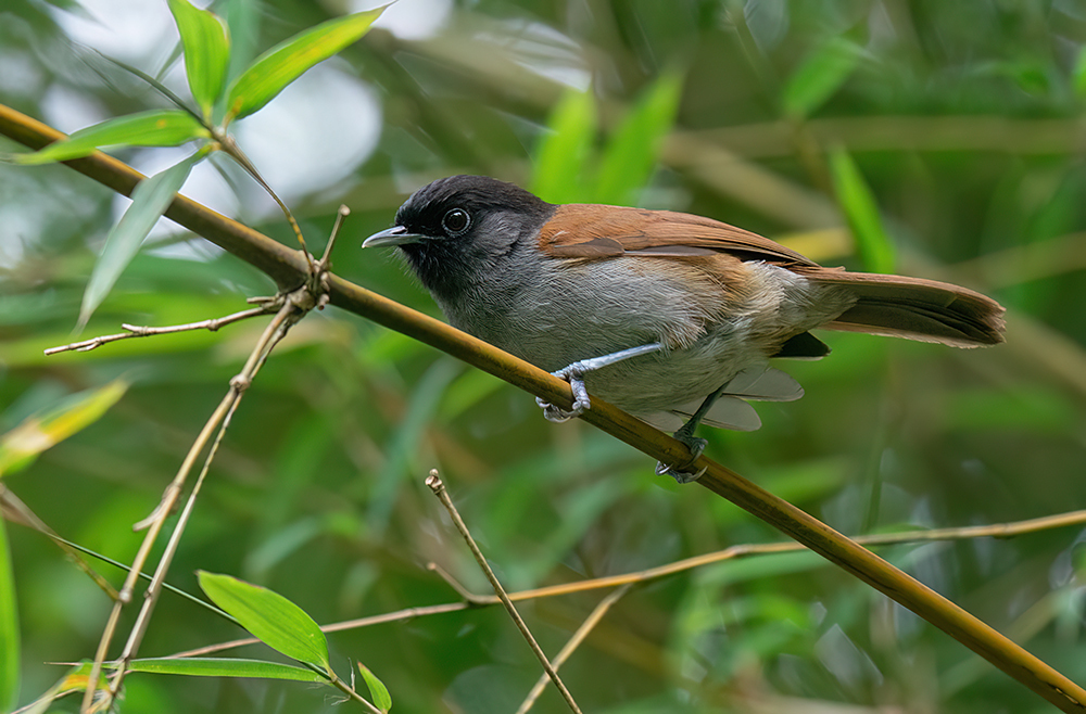 Rwenzori Hill Babbler photo