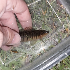 Percina nigrofasciata