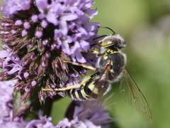 Bembix zonata