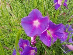 Ipomoea sescossiana