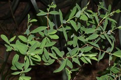 Wikstroemia indica