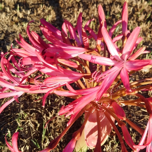 Image of Brunsvigia gregaria by (c) Henry de Lange, some rights reserved (CC BY)