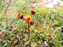 Packera pauciflora