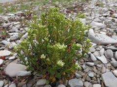 Cochlearia tridactylites