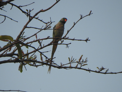 Blue-winged Parakeet (Psittacula columboides), photo 7
