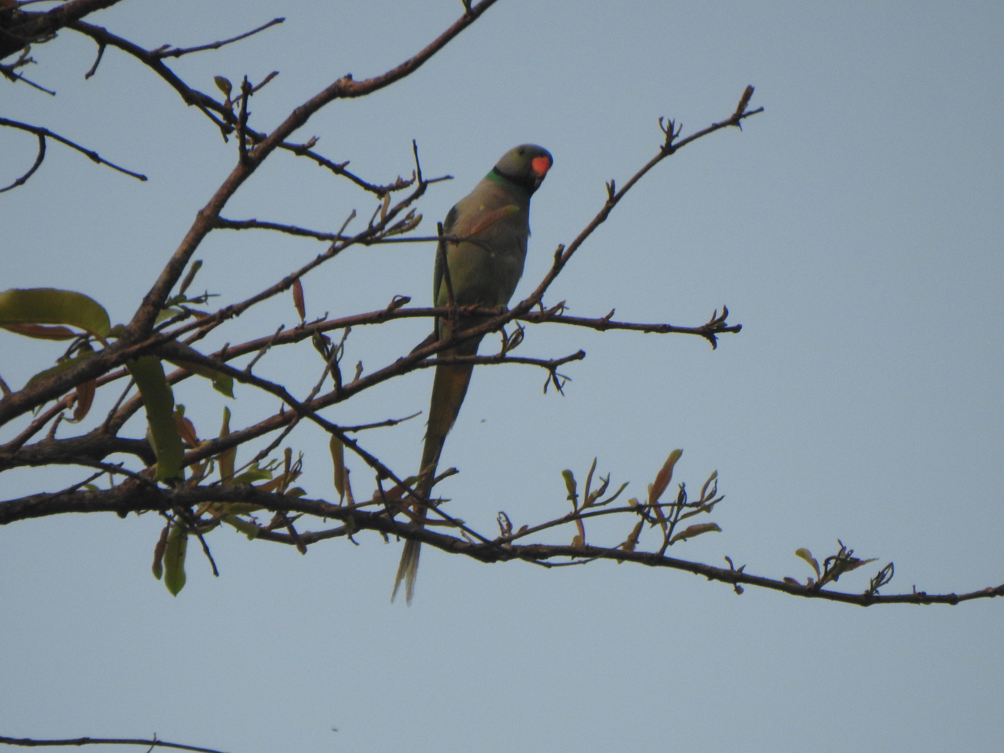 Blue-winged Parakeet (Psittacula columboides), photo 6