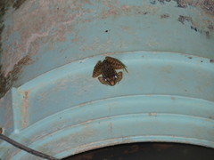 Lithobates magnaocularis