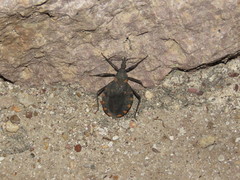 Triatoma longipennis