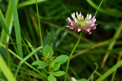 Trifolium pinetorum