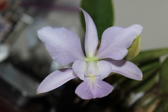 Cattleya walkeriana