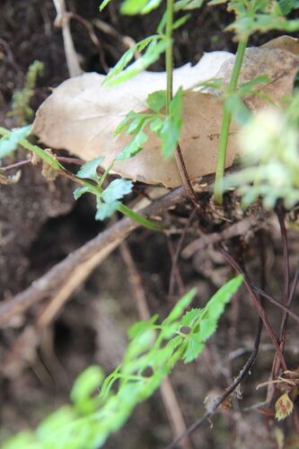 Image of Asplenium obovatum by (c) Olivier Argagnon, some rights reserved (CC BY)