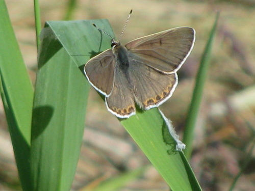 Gray Copper