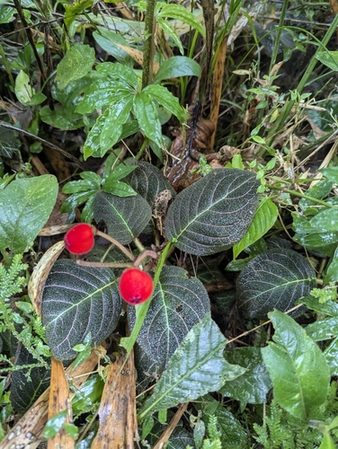 Pearcea hypocyrtiflora