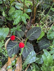 Pearcea hypocyrtiflora