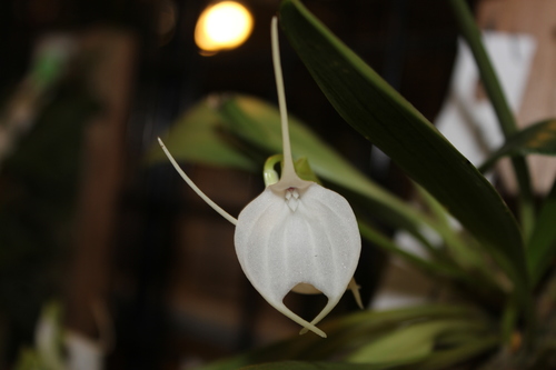 Tovar's Masdevallia
