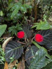 Pearcea hypocyrtiflora, photograph (c) Benjamin Hidalgo, some rights reserved (CC BY)