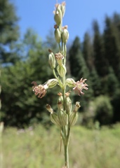 Silene scouleri