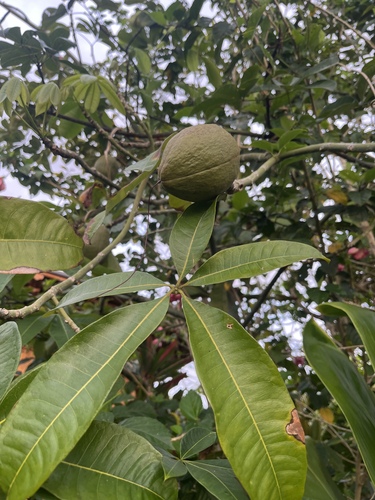Pachira aquatica observed 2025-04-02