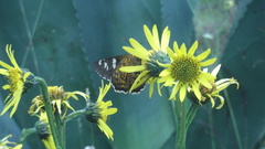Apyrrothrix araxes araxes