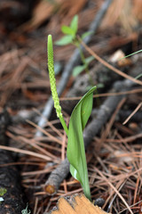 Malaxis macrostachya