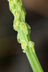 Malaxis macrostachya