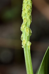 Malaxis macrostachya