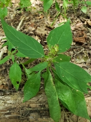 Yeatesia viridiflora