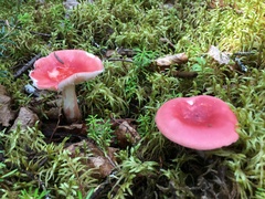 Russula peckii