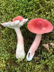 Russula peckii