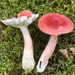 Russula peckii - Photo (c) Alfredo Justo, some rights reserved (CC BY-NC), uploaded by Alfredo Justo