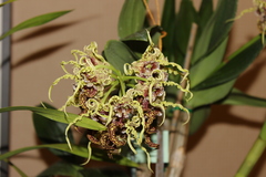 Dendrobium spectabile