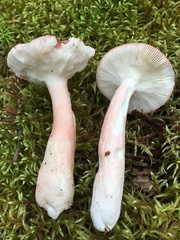Russula peckii