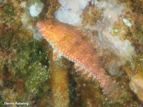 European Parrotfish