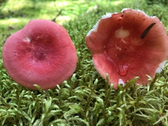 Russula peckii