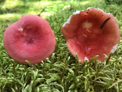 Russula peckii