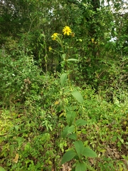 Silphium asteriscus latifolium