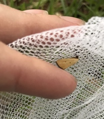Marimatha nigrofimbria