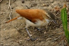 Furnarius leucopus cinnamomeus