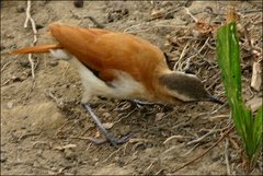 Furnarius leucopus cinnamomeus