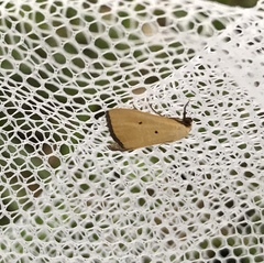 Marimatha nigrofimbria