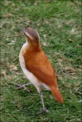 Furnarius leucopus cinnamomeus