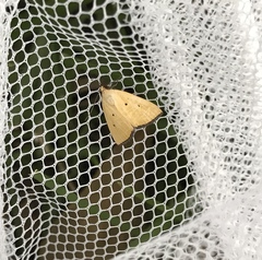 Marimatha nigrofimbria