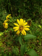 Silphium asteriscus latifolium